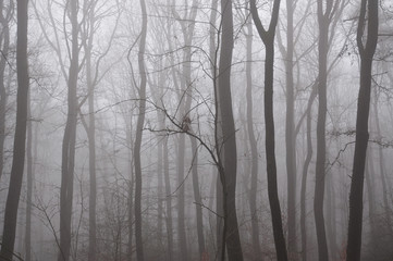 Wald im Nebel