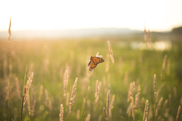 butterfly field of wheat