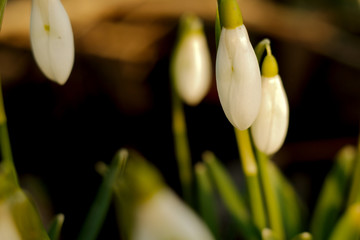 Snowdrop (Galanthus) at the dawn