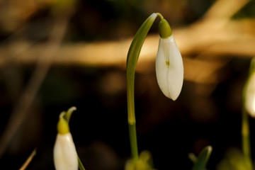 Snowdrop (Galanthus) at the dawn