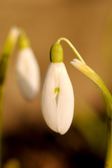 Snowdrop (Galanthus) at the dawn