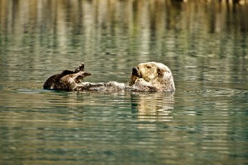 Sleepy Sea Otter floating around the harbor