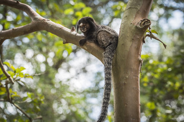 Sagui monkey (Mico Estrela) in the wild in Rio de Janeiro, Brazil