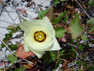 Flor del algodón silvestre