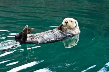 Fototapeta premium Sleepy Sea Otter floating around the harbor