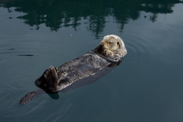 Fototapeta premium Sleepy Sea Otter floating around the harbor