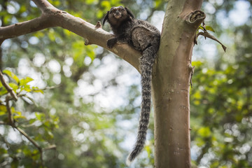 Sagui monkey (Mico Estrela) in the wild in Rio de Janeiro, Brazil