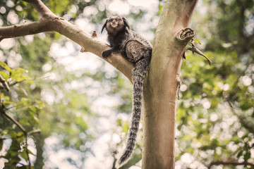Sagui monkey (Mico Estrela) in the wild in Rio de Janeiro, Brazil