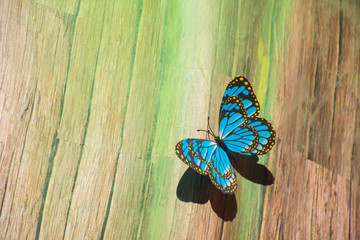 Blue butterfly perched on wood