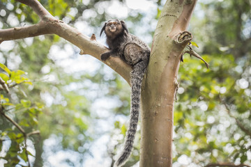 Sagui monkey (Mico Estrela) in the wild in Rio de Janeiro, Brazil
