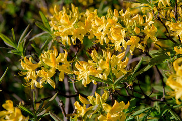 rhododendron bush during blossoming