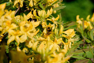 rhododendron bush during blossoming