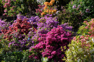 Obraz premium rhododendron bush during blossoming