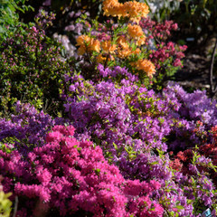 Obraz premium rhododendron bush during blossoming