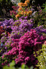Obraz premium rhododendron bush during blossoming