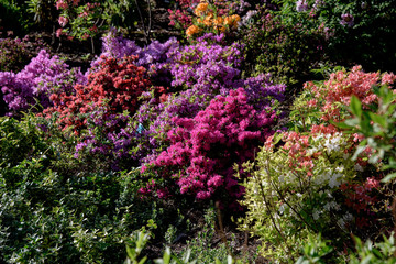 Obraz premium rhododendron bush during blossoming