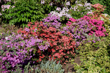 rhododendron bush during blossoming