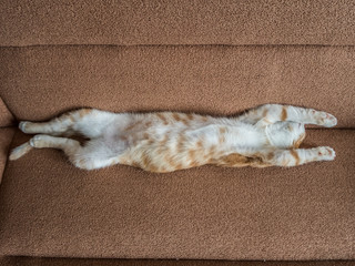 Beautiful little red cat lying on a soft couch