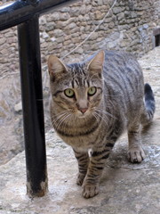 Obraz premium Gato