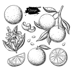 Orange fruit vector drawing set. Summer food engraved  illustration. - 255637043