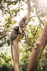 Sagui monkey (Mico Estrela) in the wild in Rio de Janeiro, Brazil