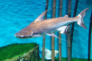 Iridescent shark (Pangasianodon hypophthalmus) in the aquarium.