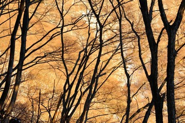 森の外は朝焼け