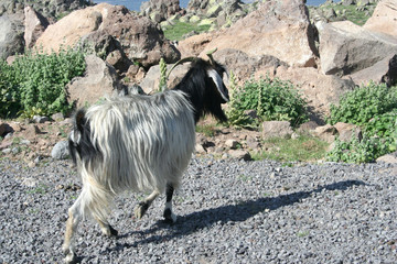 Obraz premium goat grazing in mountain