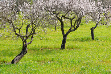Fototapeta premium Mandelbäume in voller Blüte, Mallorca, Spanien