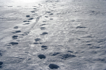 path in snow