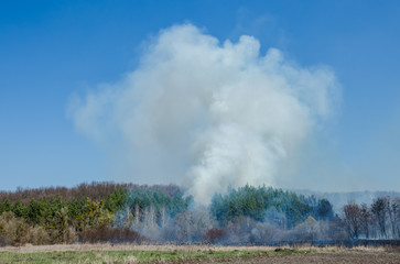 Large-scale forest fire. Burning field of dry grass and trees. Thick smoke against blue sky. dangerous effects of burning grass in fields in spring and autumn.