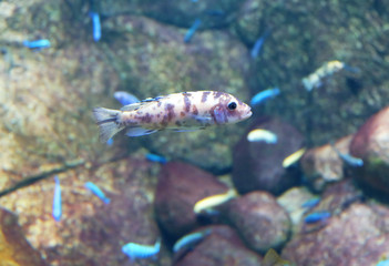 Spotted cichlid Labeotropheus fuelleborni in an aquarium