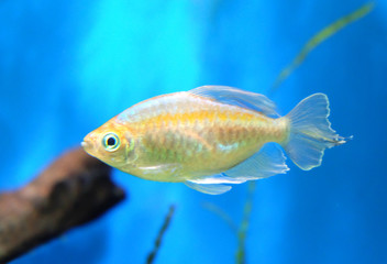 Goldfish in the aquarium.