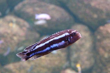 Brown striped fish cichlid fish in an aquarium.