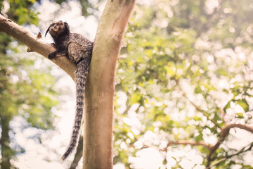 Sagui monkey (Mico Estrela) in the wild in Rio de Janeiro, Brazil