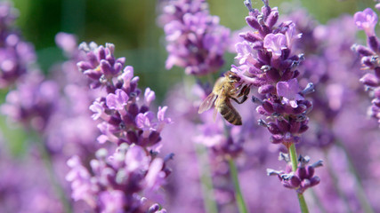 DOF, MACRO, CLOSE UP: Bee flying around lavender blossom and collecting pollen