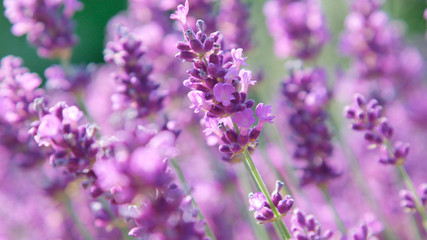 DOF: Worker bee collecting honey in a colourful field of lavender