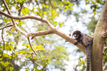 Sagui monkey (Mico Estrela) in the wild in Rio de Janeiro, Brazil