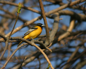 Naklejka premium Oriole