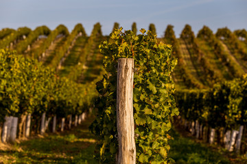 Rows of vines on the hill