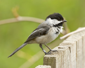 Chickadee banded