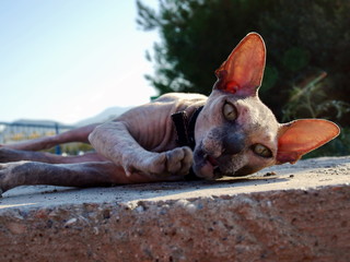 Fototapety na wymiar - Fototapeta24.pl