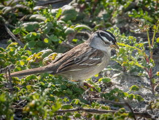 A White Crowned Sparrow (Zonotrichia leucophrys nuttalli) forages for food on the sand dunes along the Pacific Coast of central California.  