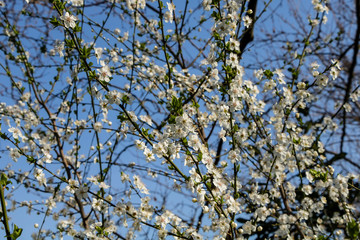 White spring flowers on blue sky background.