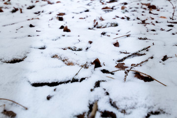 Soil and bottom of a forest covered with snowy leaves and branches