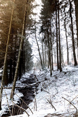 Snowy forest with a river running through the middle in winter, snowy trees in January. Northern Europe.