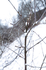 Branch of a snow-covered tree in a close-up image located in a winter landscape