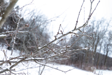 Branch of a snow-covered tree in a close-up image located in a winter landscape