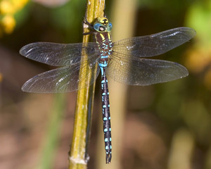 dragonfly on a branch