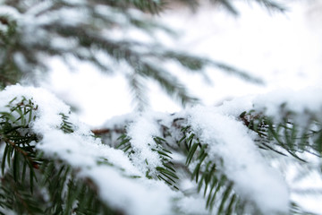 Fir branch covered with snow in a European winter snowy landscape, close-up shot